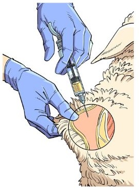 A gloved handler administers a subcutaneous injection into a sheep’s neck.